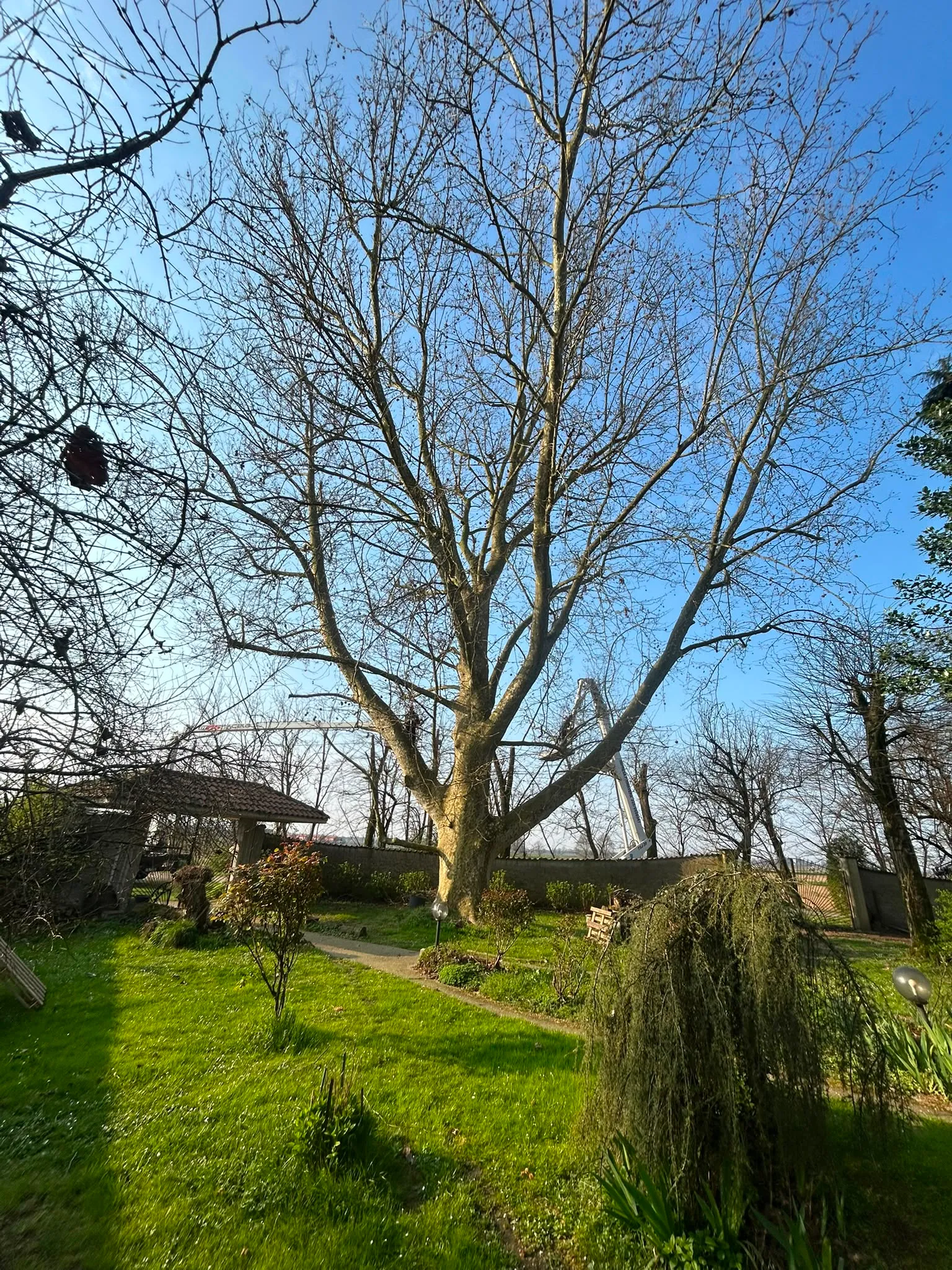 Arborista al lavoro tra le chiome di un grande albero